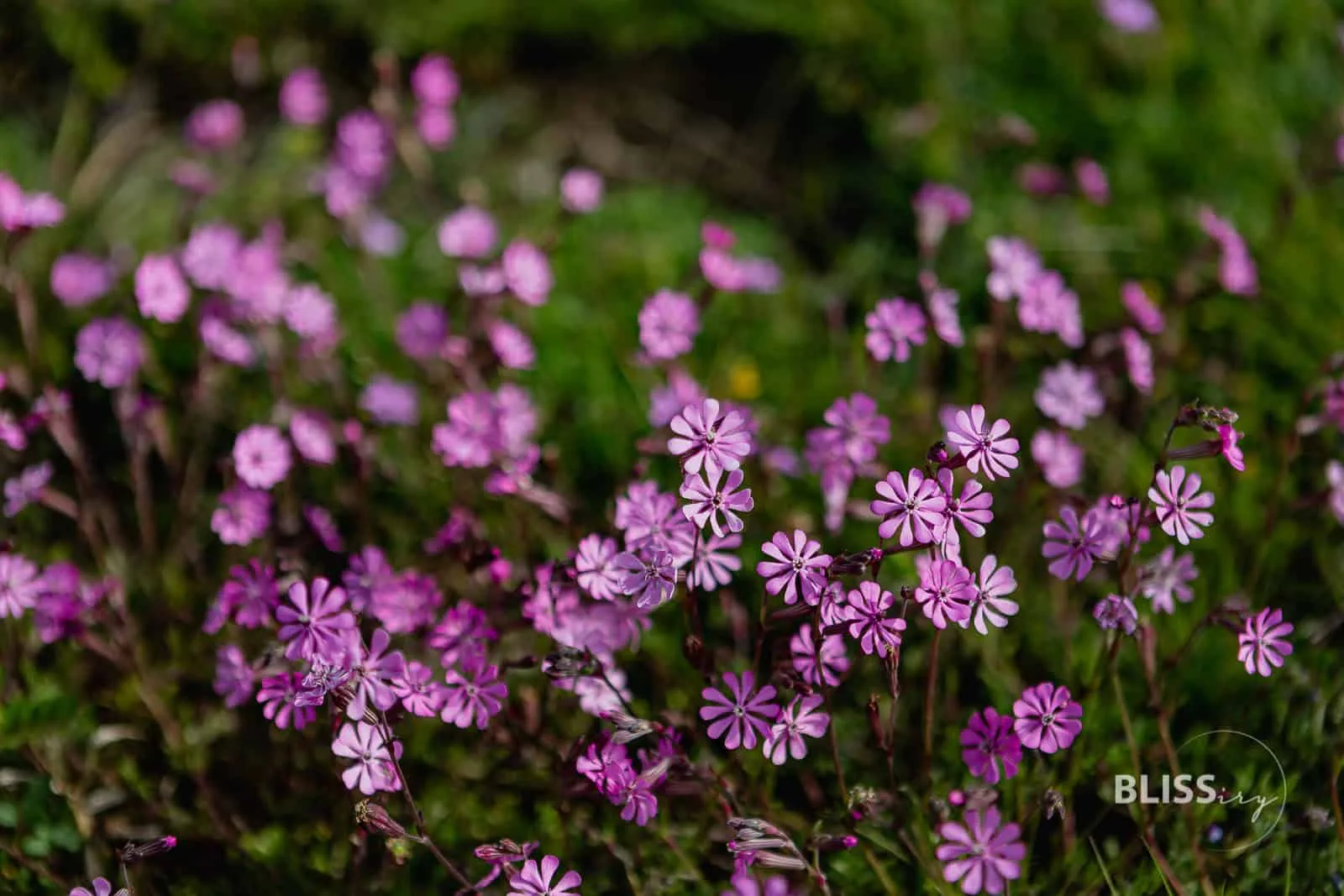 Reisetipps Vulkan Ätna auf Sizilien - Sehenswürdigkeit mit Kraterrand und Unimog Tour am Etna