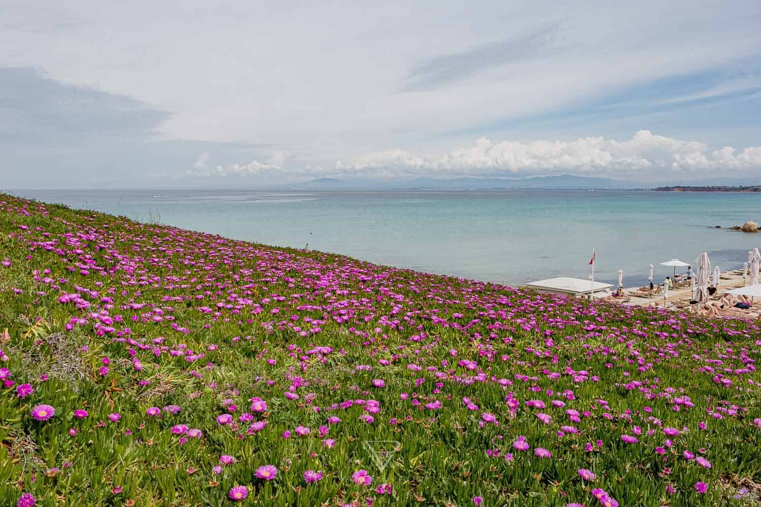 Hotel SANI Resort Griechenland - Hoteleindruck & Erfahrung - Luxushotel SANI Resort Griechenland - Hotelbewertung und Erfahrung auf dem griechischen Festland - 800 Zimmer, 17 Restaurants, 1500m Strand,
