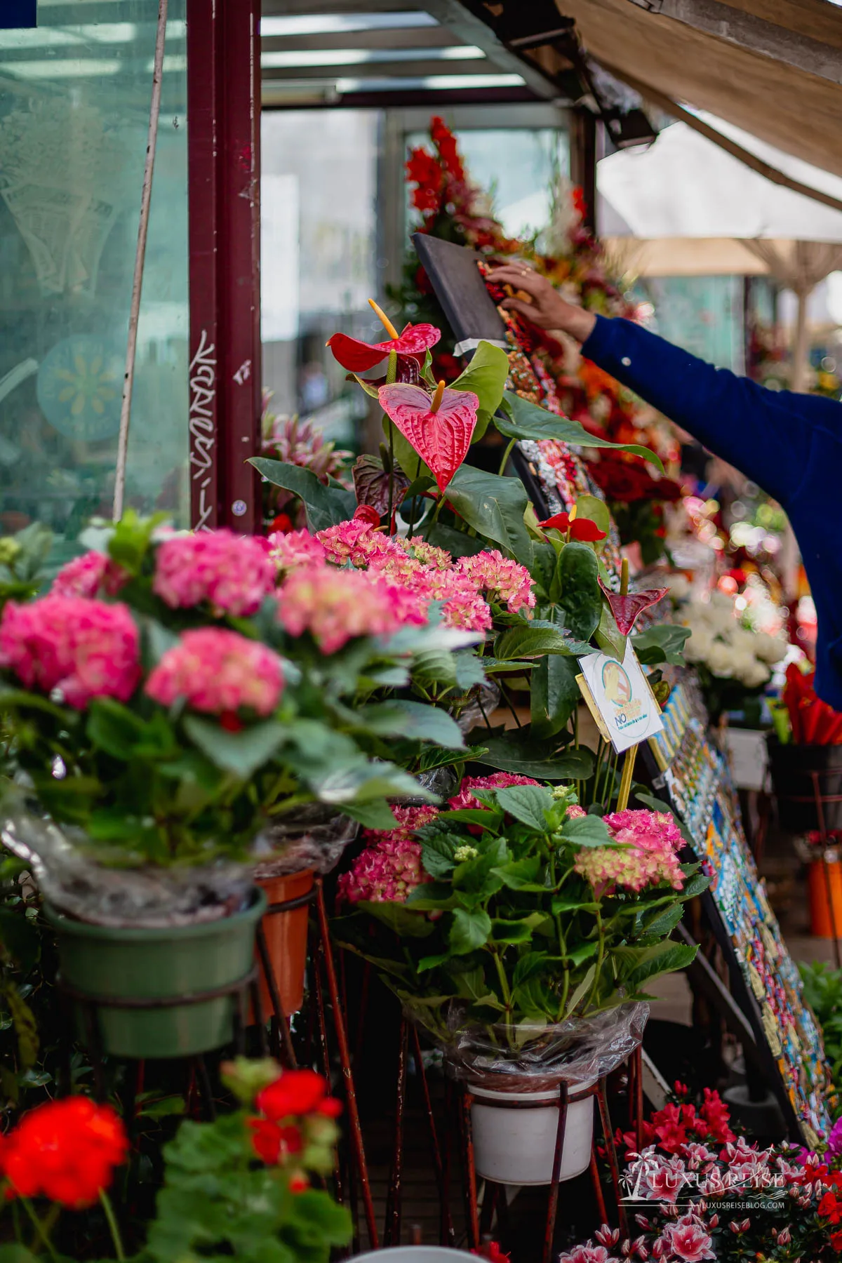 Blumen - Barcelona Sehenswürdigkeiten Top 10 Tipps - Scenic Spots - Luxus-Reiseblog - Reiseblogger