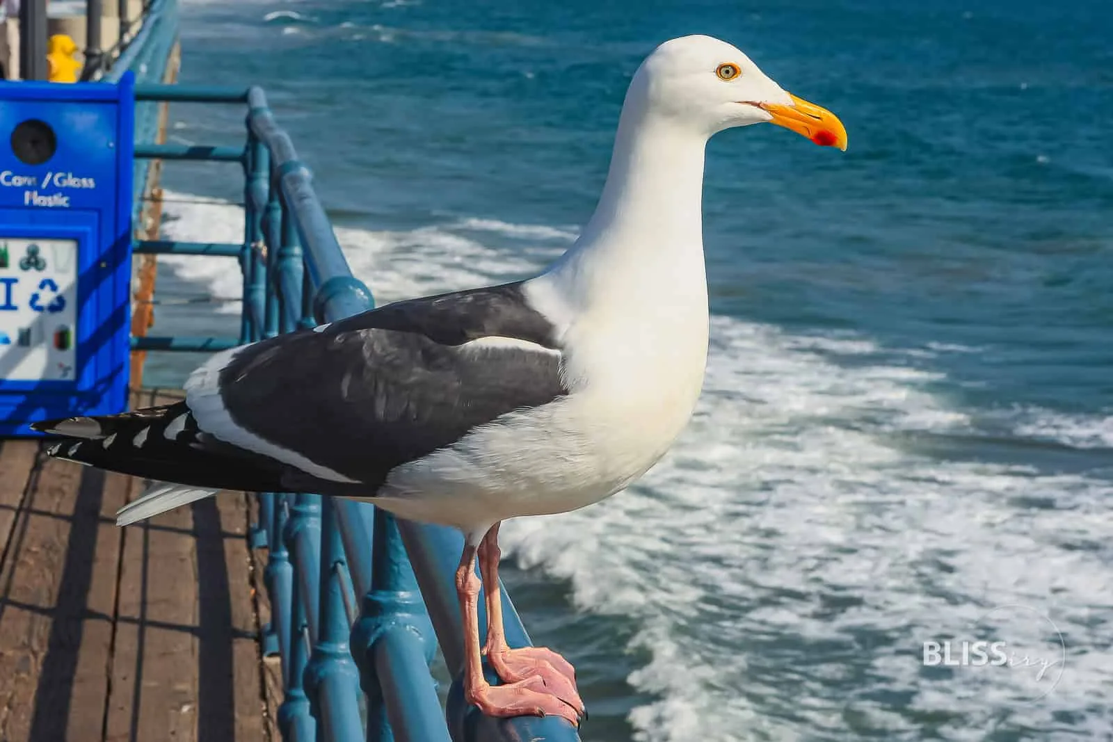 Los Angeles - Santa Monica Pier - Ferris Wheel - Riesenrad und Steg - Sehenswürdigkeiten Los Angeles - Scenic Spots - Baywatch