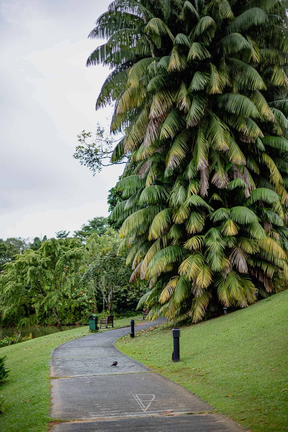Singapur Sehenswürdigkeiten Top 10 Sehenswürdigkeiten Singapur Botanischer Garten und Orchideen Garten als Park in der Natur. Orchid Garden, Botanic Garden zur Erholung