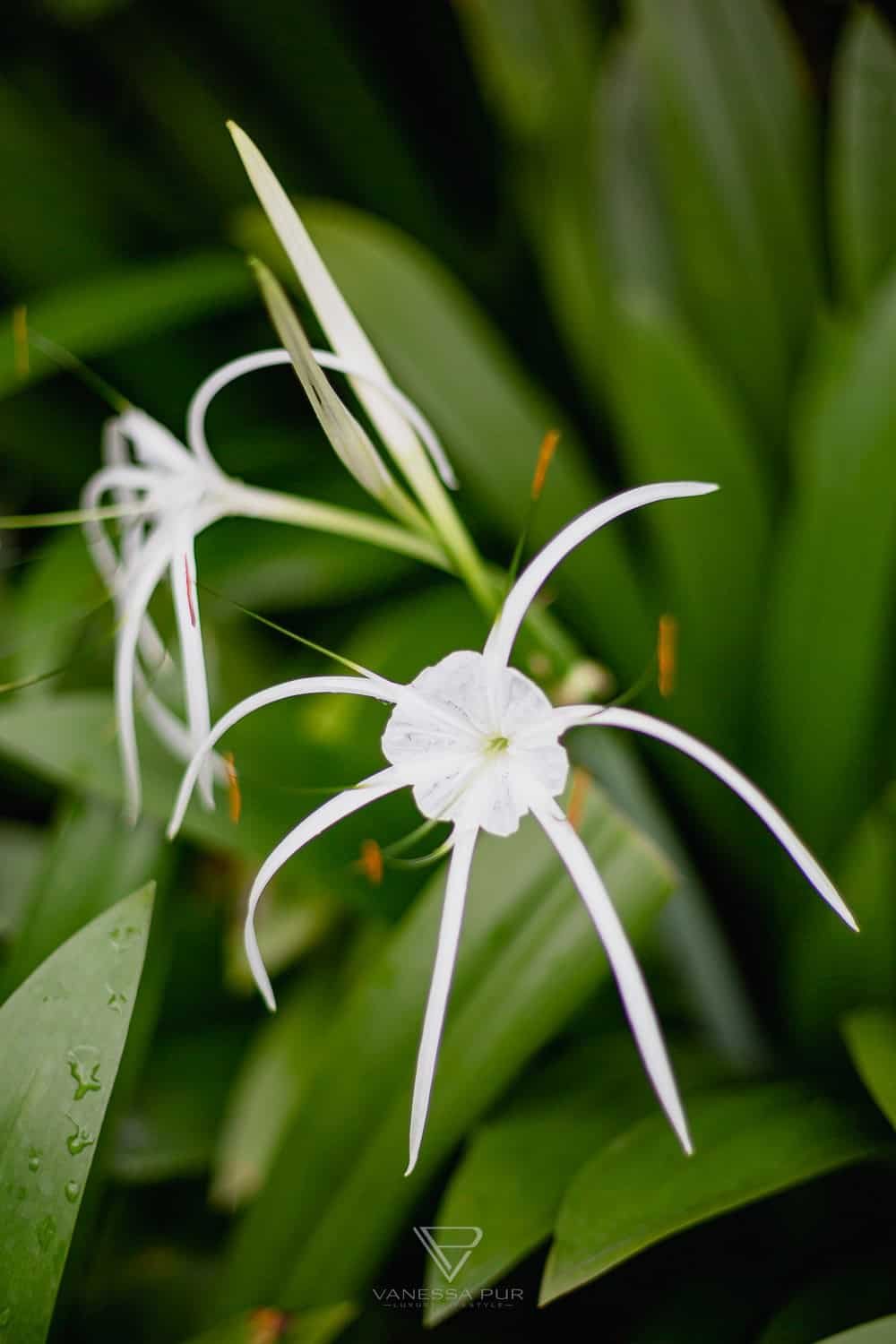 Singapur Sehenswürdigkeiten Top 10 Sehenswürdigkeiten Singapur Botanischer Garten und Orchideen Garten als Park in der Natur. Orchid Garden, Botanic Garden zur Erholung
