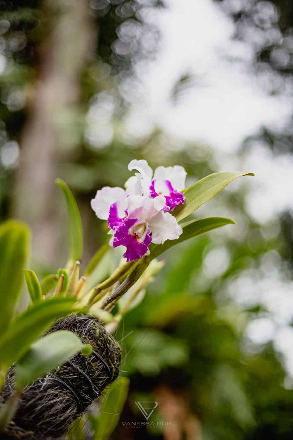 Singapur Sehenswürdigkeiten Top 10 Sehenswürdigkeiten Singapur Botanischer Garten und Orchideen Garten als Park in der Natur. Orchid Garden, Botanic Garden zur Erholung
