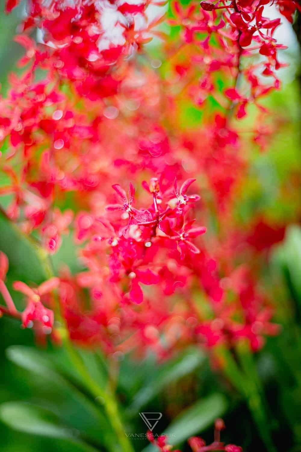 Singapur Sehenswürdigkeiten Top 10 Sehenswürdigkeiten Singapur Botanischer Garten und Orchideen Garten als Park in der Natur. Orchid Garden, Botanic Garden zur Erholung
