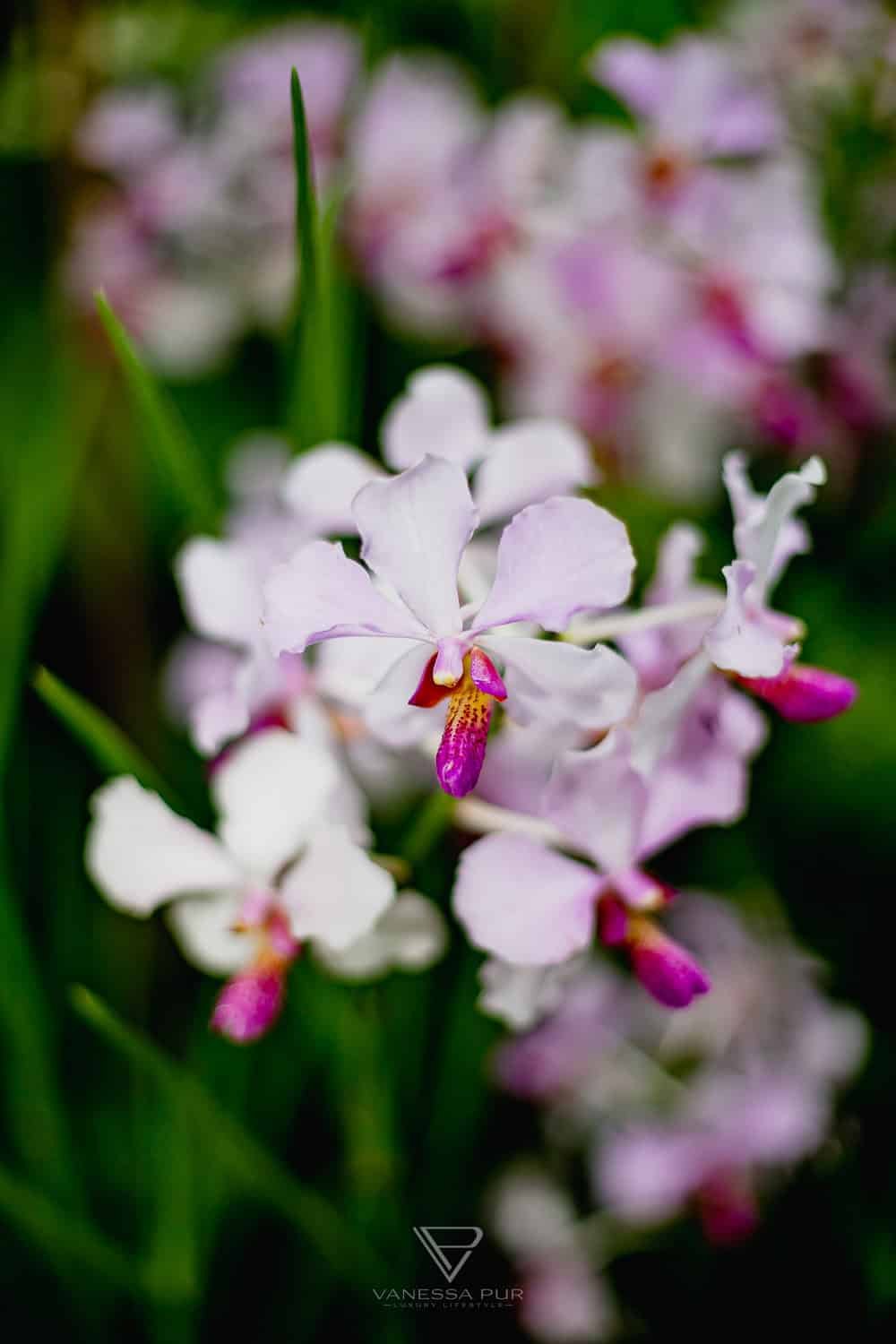 Singapur Sehenswürdigkeiten Top 10 Sehenswürdigkeiten Singapur Botanischer Garten und Orchideen Garten als Park in der Natur. Orchid Garden, Botanic Garden zur Erholung