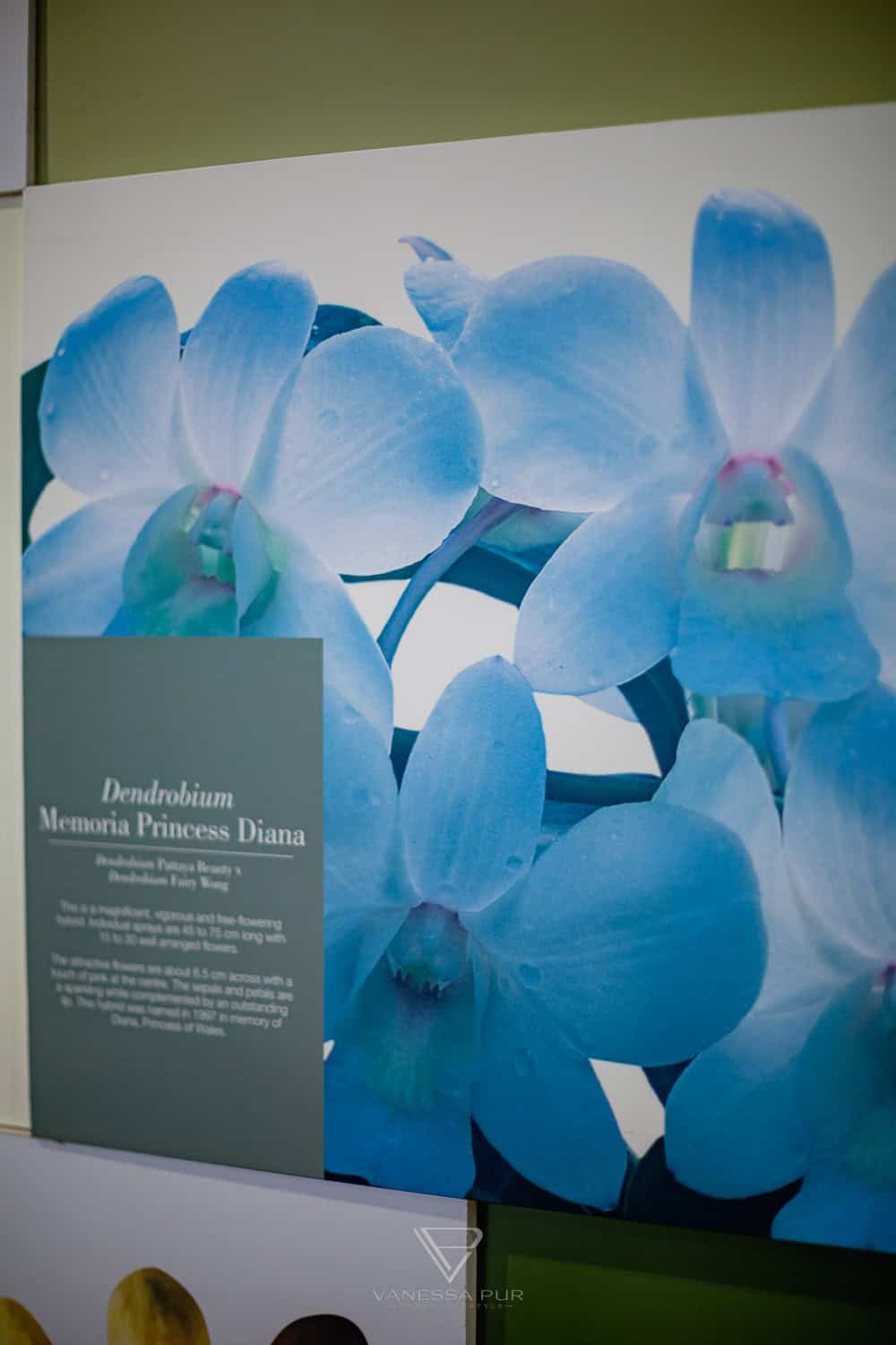 Singapur Sehenswürdigkeiten Top 10 Sehenswürdigkeiten Singapur Botanischer Garten und Orchideen Garten als Park in der Natur. Orchid Garden, Botanic Garden zur Erholung