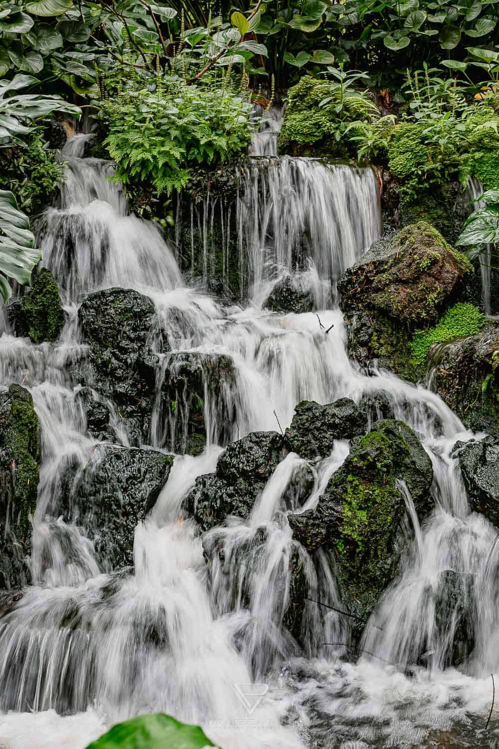 Singapur Sehenswürdigkeiten Top 10 Sehenswürdigkeiten Singapur Botanischer Garten und Orchideen Garten als Park in der Natur. Orchid Garden, Botanic Garden zur Erholung