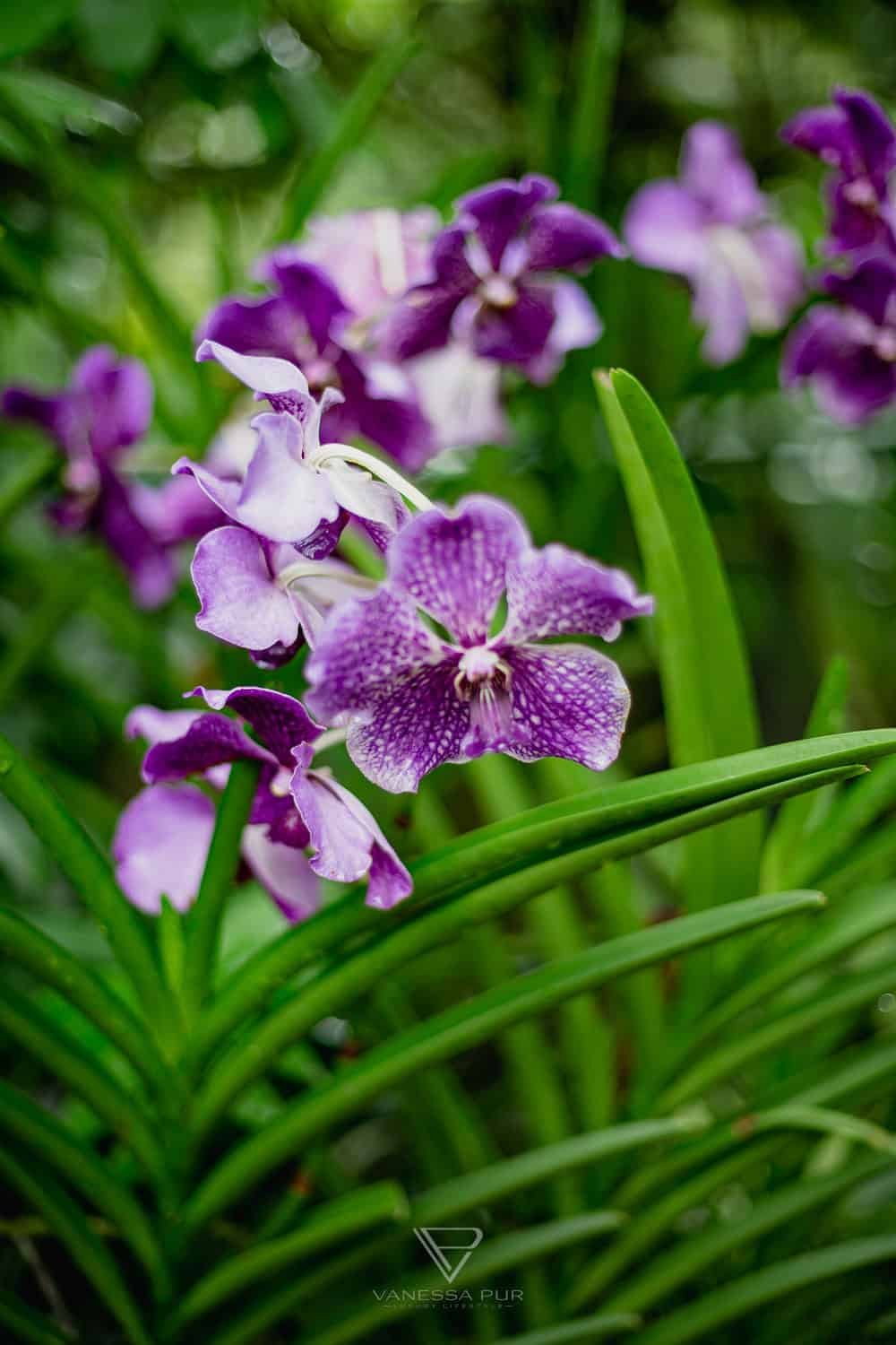 Singapur Sehenswürdigkeiten Top 10 Sehenswürdigkeiten Singapur Botanischer Garten und Orchideen Garten als Park in der Natur. Orchid Garden, Botanic Garden zur Erholung