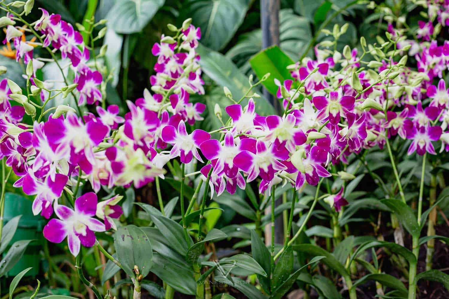 Singapur Sehenswürdigkeiten Top 10 Sehenswürdigkeiten Singapur Botanischer Garten und Orchideen Garten als Park in der Natur. Orchid Garden, Botanic Garden zur Erholung