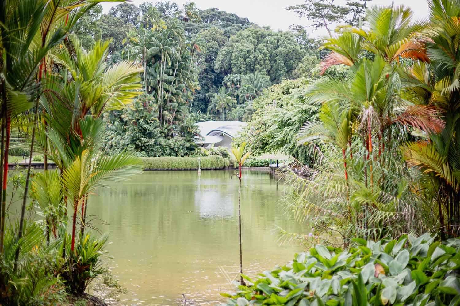 Singapur Sehenswürdigkeiten Top 10 Sehenswürdigkeiten Singapur Botanischer Garten und Orchideen Garten als Park in der Natur. Orchid Garden, Botanic Garden zur Erholung