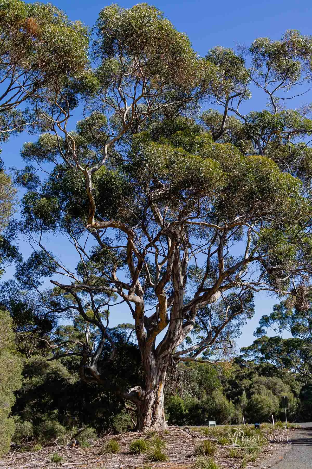 Kangaroo Island Australien - Scenic Spots - Sehenswürdigkeiten Adelaide Reise - Luxusreiseblog