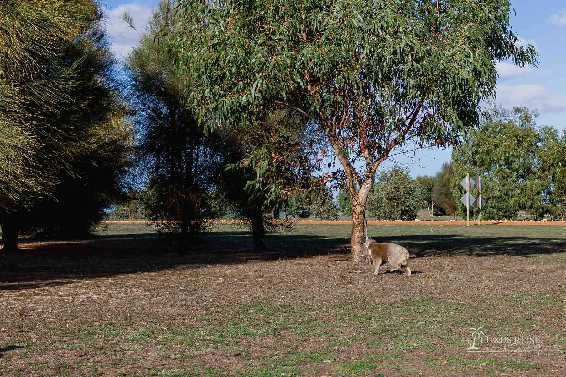 Kangaroo Island Australien - Scenic Spots - Sehenswürdigkeiten Adelaide Reise - Luxusreiseblog