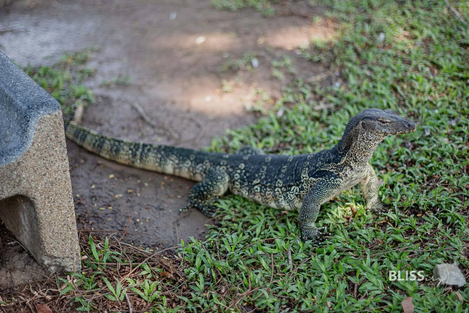Sehenswürdigkeiten Bangkok - Lumpini Park in Thailand - Lumphini Park mit See zur Erholung und Sport oder Fitness