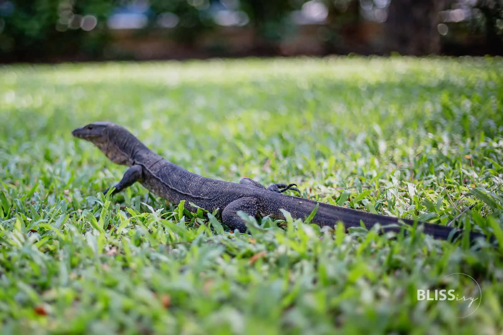 Sehenswürdigkeiten Bangkok - Lumpini Park in Thailand - Lumphini Park mit See zur Erholung und Sport oder Fitness