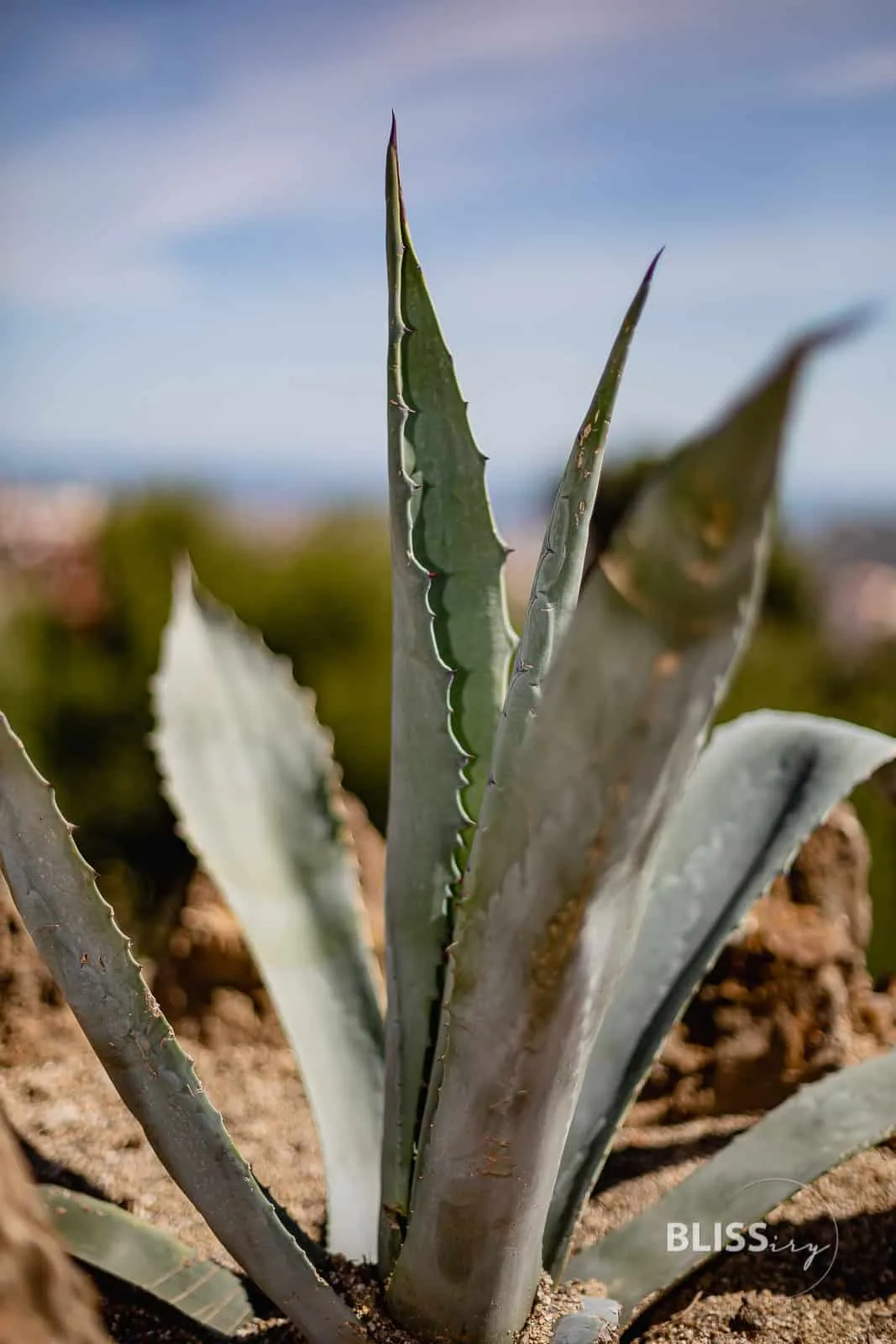 Gaudi Park in Barcelona - Park Güell - Sehenswürdigkeiten Barcelona - Gaudi Park Barcelona - Parc Guell - Sehenswürdigkeiten und Reisetipps - Eindrücke und Aussicht