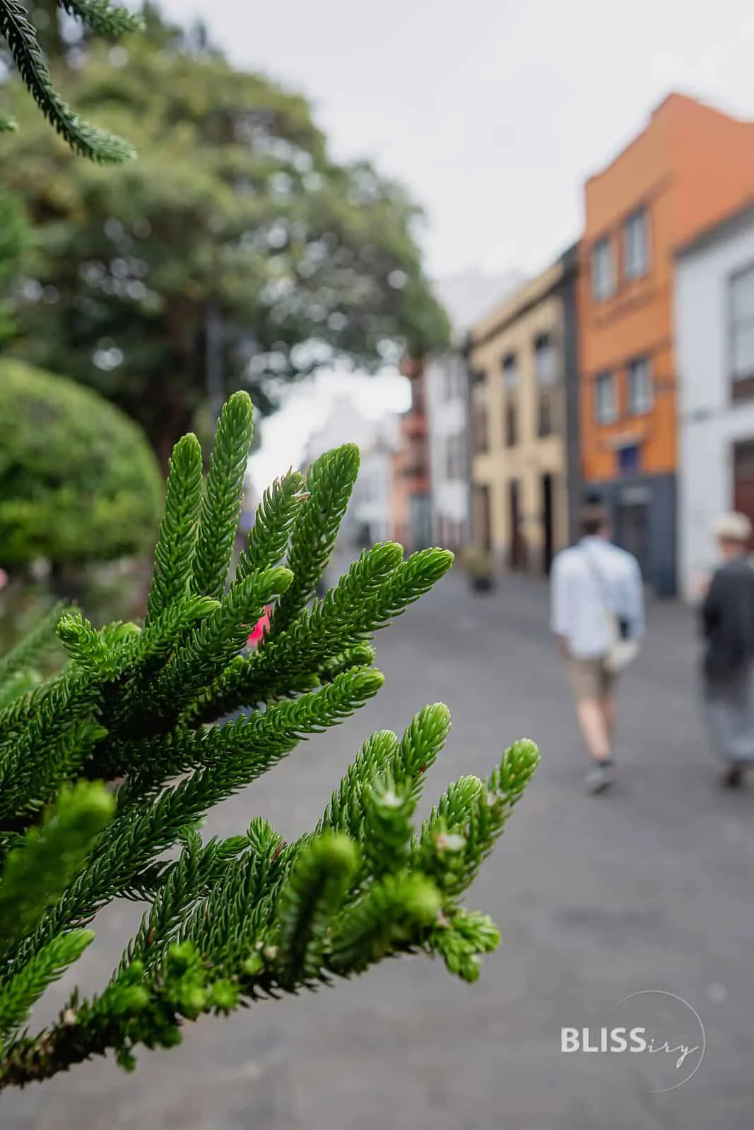 Sehenswürdigkeiten Teneriffa Inselrundfahrt - La Laguna, Weingut, Teide Vulkan - 24 Stunden auf den Kanaren
